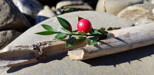 Close-up of red berries on wood