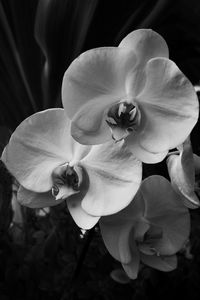 Close-up of pink orchid blooming outdoors