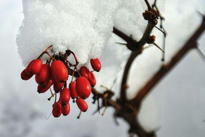 Close-up of red twigs