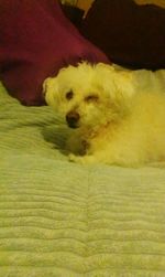 Dog sleeping on rug