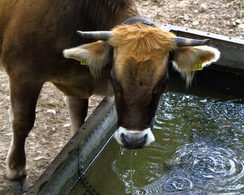 View of cow drinking from trough 