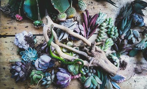High angle view of purple flowering plant