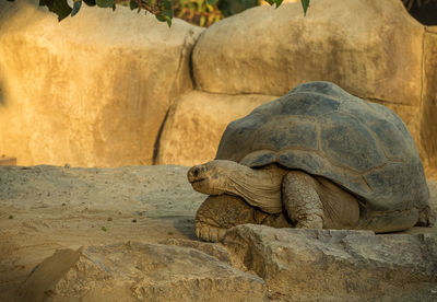 Galapagos giant tortoise on field