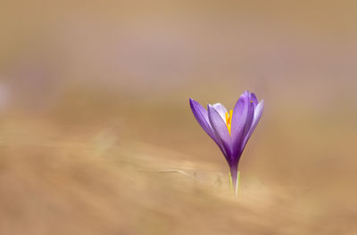 Close-up of purple crocus flower