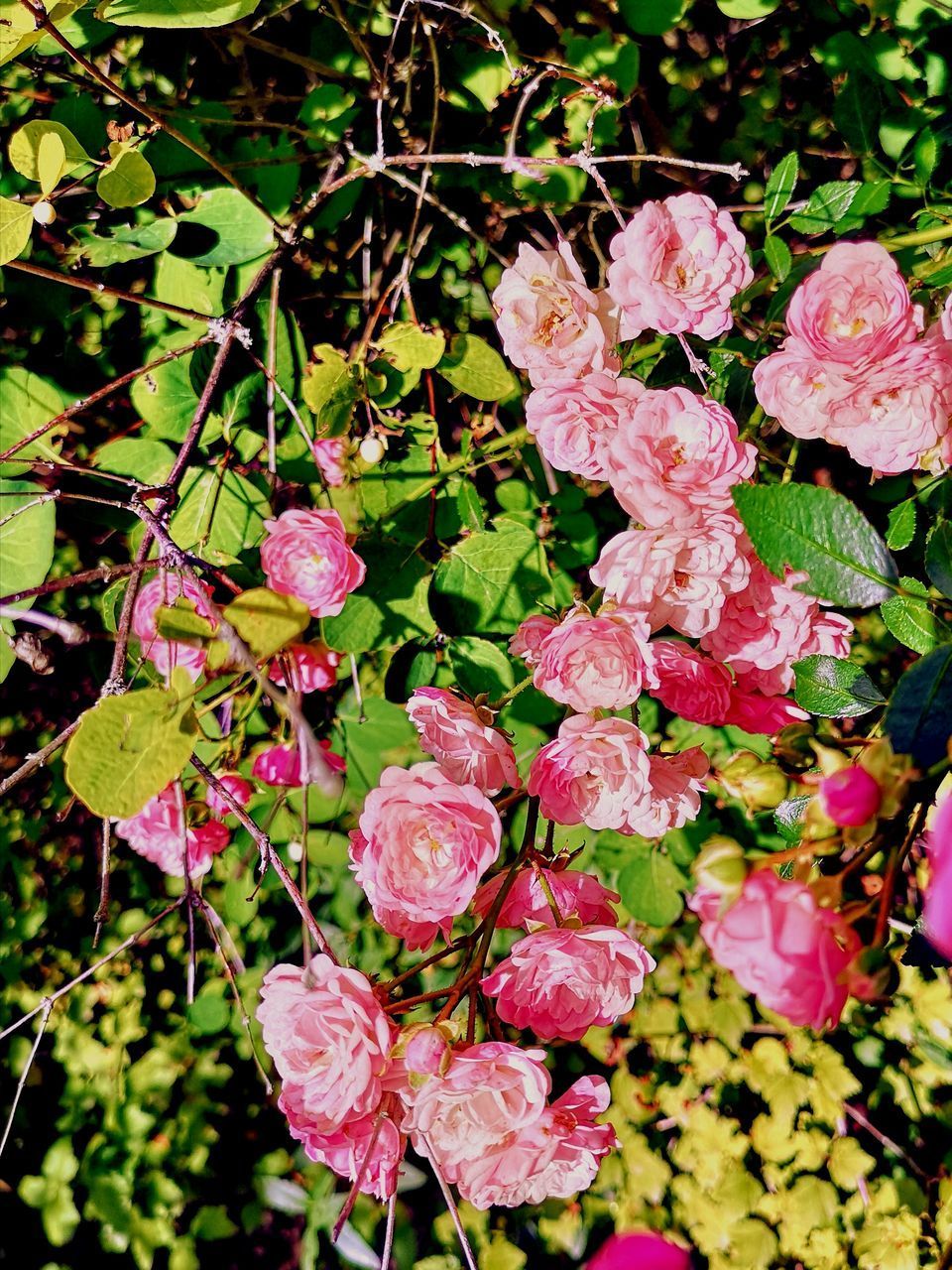 CLOSE-UP OF FLOWERING PLANTS