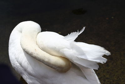 Close-up of white swan preening