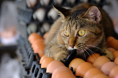 Close-up of cat looking at camera