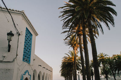 Low angle view of palm trees against sky