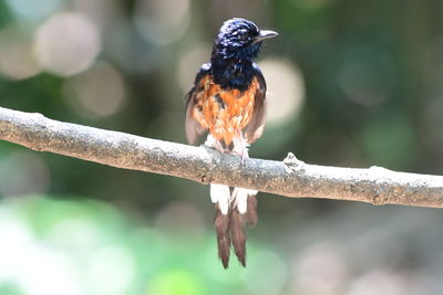 bird