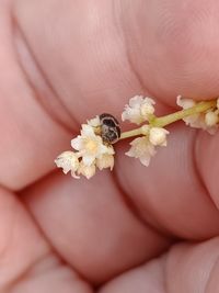 Close-up of hand holding small white flower