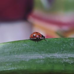 Close-up of ladybug on leaf