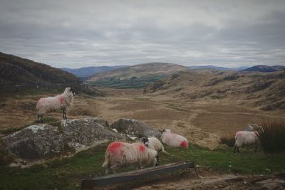 Sheep standing on landscape against sky