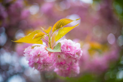 Close-up of pink flowering plant