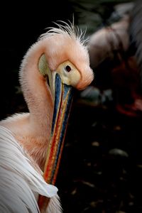 Close-up of a bird