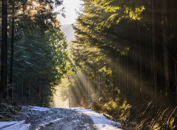 Road amidst trees in forest during winter