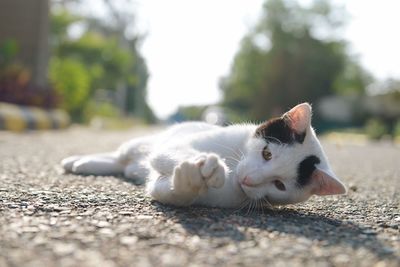 Portrait of cat lying outdoors