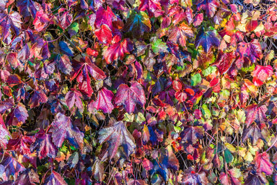 Full frame shot of multi colored leaves