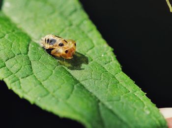 Close-up of insect on leaf