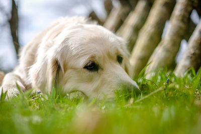 Close-up of a dog on field