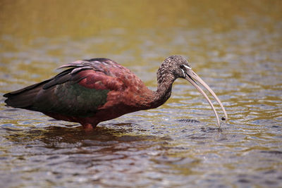 Close-up of duck in lake