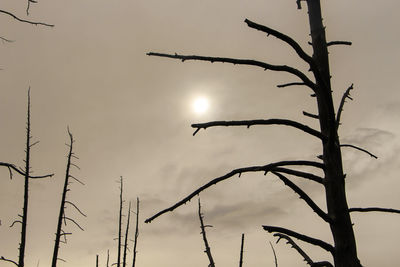 Low angle view of silhouette plants against sky during sunset