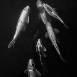 Fish swimming in sea