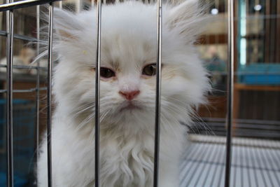 Close-up portrait kitten in cage
