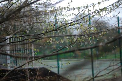 Close-up of bare trees on field in forest