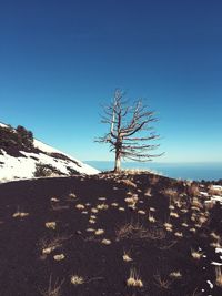 Bare trees on landscape against clear blue sky