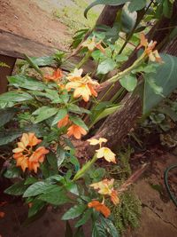 Close-up of flowers growing on plant