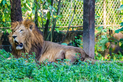 Lion relaxing in a zoo