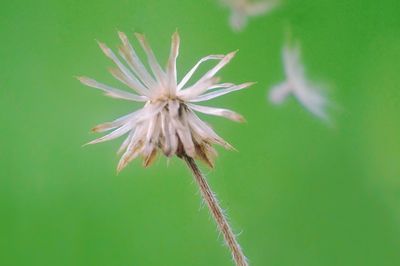 Close-up of flower