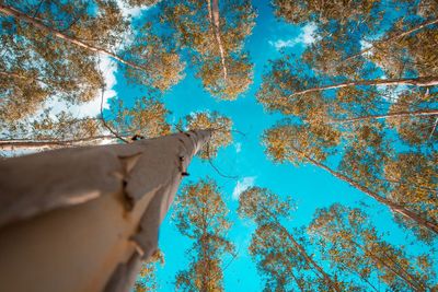 Low angle view of trees against blue sky