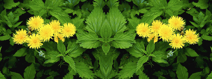 Close-up of yellow flowering plant