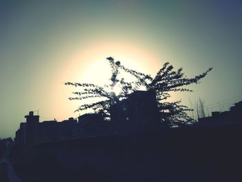 Silhouette plant against building during sunset