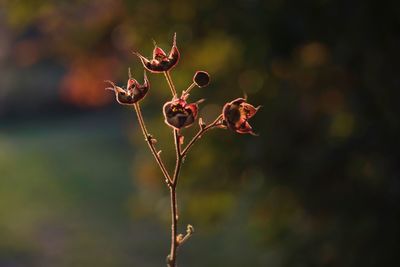 Close-up of wilted plant