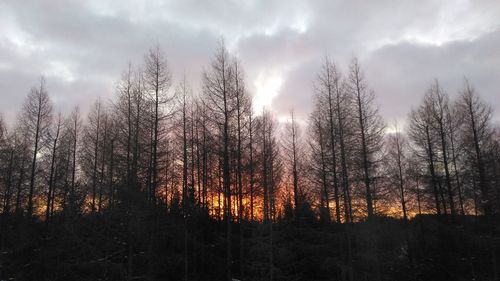 Trees against sky during sunset