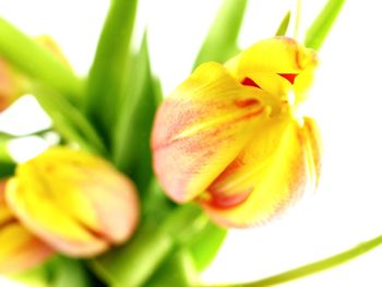 Close-up of yellow flower