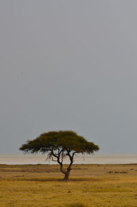 Tree on field against clear sky