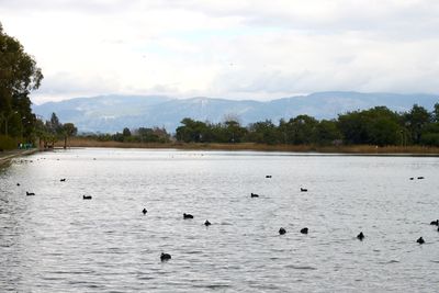 Ducks swimming in lake against sky