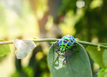 Close-up of butterfly on leaf