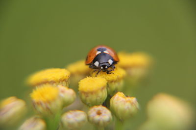 Close-up of insect on yellow flower