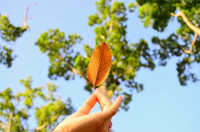 Low angle view of hand holding leaf against sky