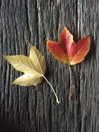 Directly above shot of leaves on table