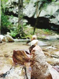 Close-up of rock on tree