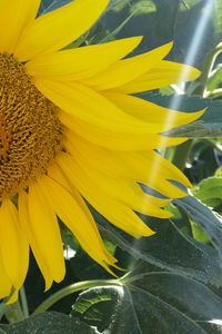 Close-up of yellow flowers