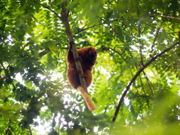 Low angle view of monkey hanging on tree