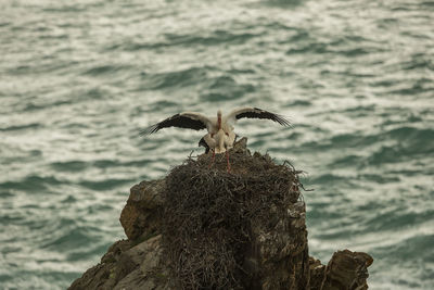 Seagull on rock