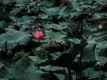 Close-up of pink lotus leaves