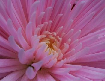 Close-up of pink flower
